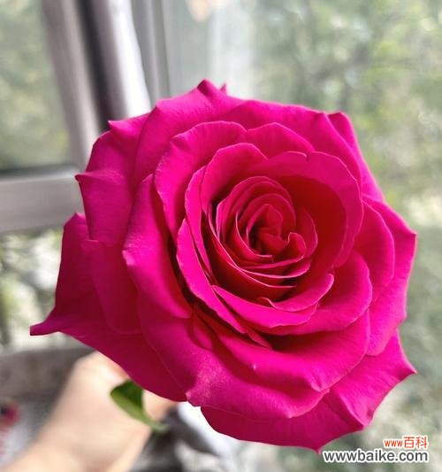 探寻康乃馨的花语和友谊的真谛 友谊之花