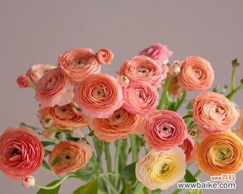 探寻康乃馨的花语和友谊的真谛 友谊之花