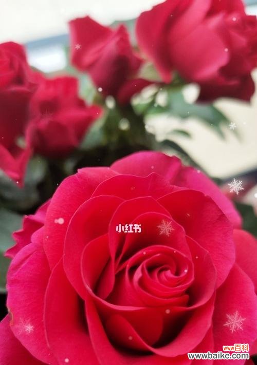 探寻康乃馨的花语和友谊的真谛 友谊之花