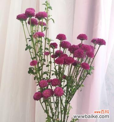 探寻小雏菊的寓意与意义 小雏菊