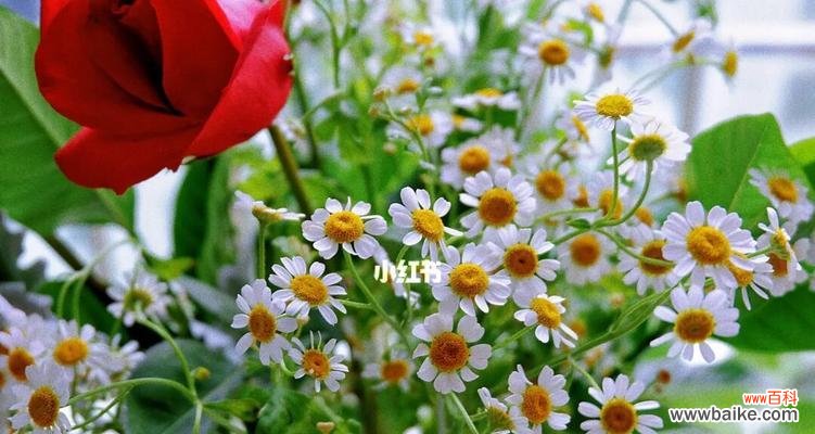 探寻小雏菊的寓意与意义 小雏菊