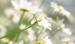 探寻小雏菊的寓意与意义 小雏菊