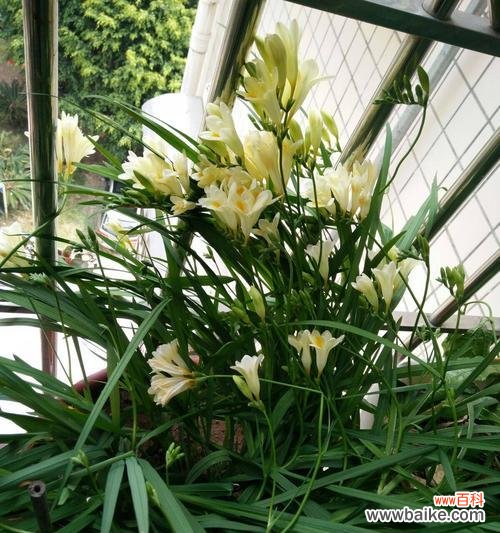 小苍兰,永恒与希望的象征 小苍兰的花语与寓意