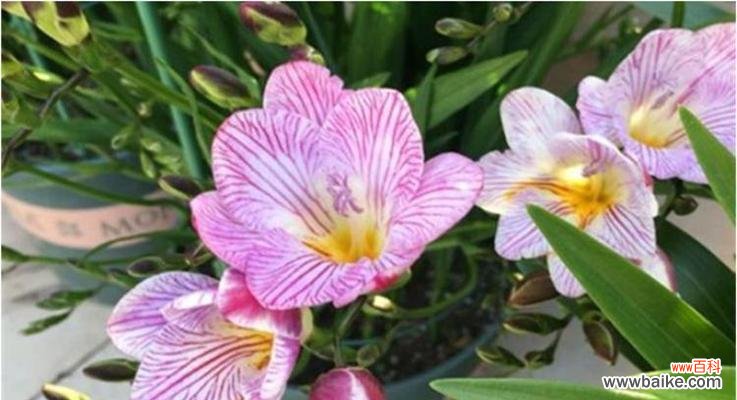 小苍兰 小苍兰花语与寓意的深意