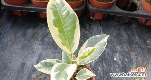 探索橡皮树的多重寓意 橡皮树的象征意义