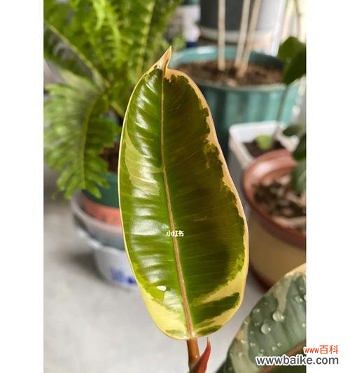 探索橡皮树的多重寓意 橡皮树的象征意义