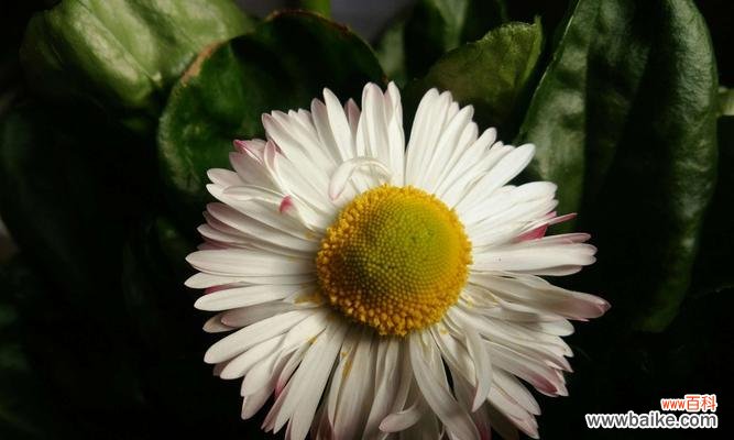 小雏菊的十五种不同花语,及其传达的情感和寓意 小雏菊的花语与意义