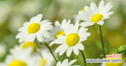 小雏菊的十五种不同花语,及其传达的情感和寓意 小雏菊的花语与意义