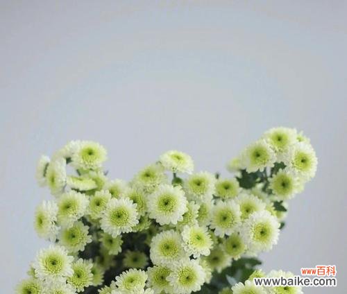 探寻小雏菊的花语与象征意义 小雏菊的花语与寓意