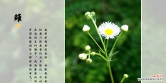 探寻小雏菊的花语与象征意义 小雏菊的花语与寓意