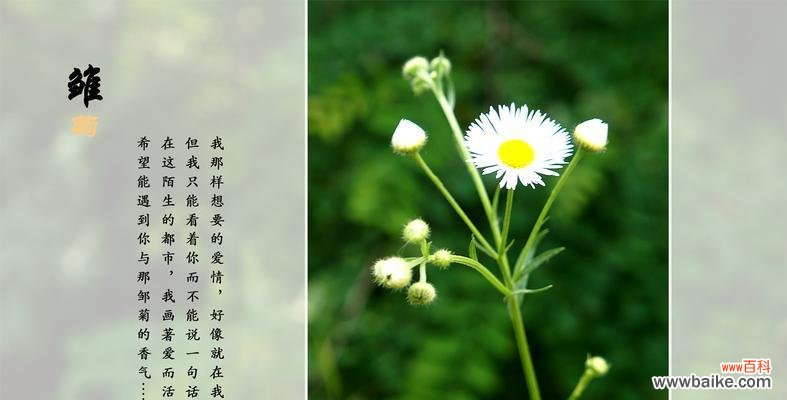 探寻小雏菊的花语与象征意义 小雏菊的花语与寓意