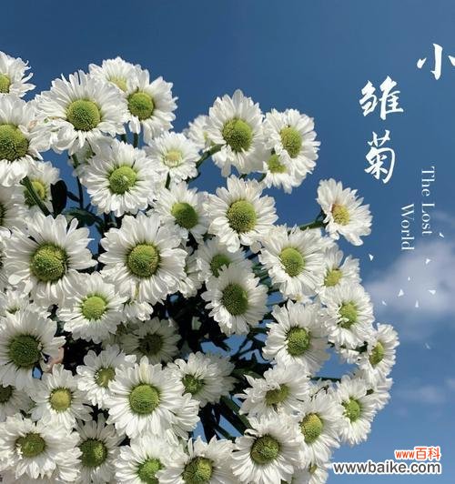 解读小雏菊的象征意义，探究其在人们心中的重要地位 小雏菊的花语与寓意