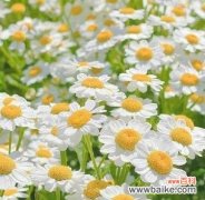 解读小雏菊的象征意义，探究其在人们心中的重要地位 小雏菊的花语与寓意