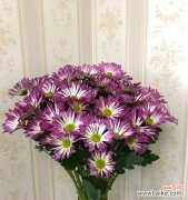 小雏菊的花语解读及象征意义 小雏菊的花语与意义