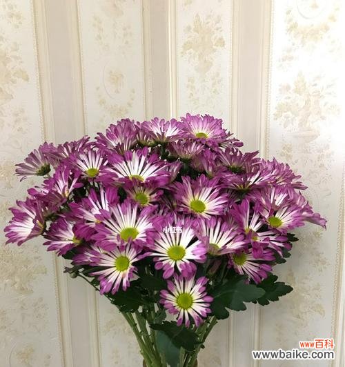 小雏菊的花语解读及象征意义 小雏菊的花语与意义