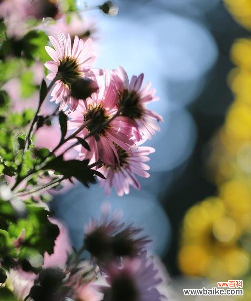 小雏菊的花语解读及象征意义 小雏菊的花语与意义