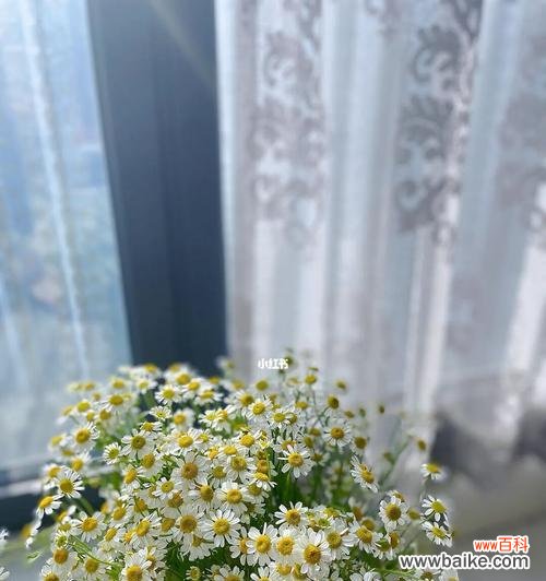 小雏菊的花语解读及象征意义 小雏菊的花语与意义