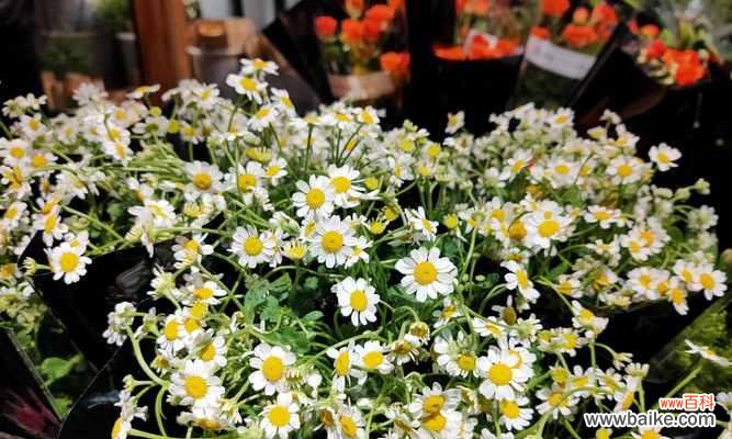 探寻小雏菊花的隐含意义，解读其独特的象征语言 小雏菊花语的意义与象征