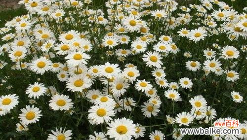 揭开小雏菊花语的神秘面纱，带你走进花海 小雏菊花语及其寓意