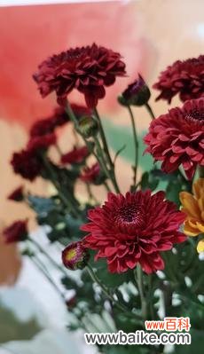 揭开小雏菊花语的神秘面纱，带你走进花海 小雏菊花语及其寓意