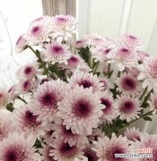 从花的颜色探究小雏菊的心意 小雏菊的多彩花语