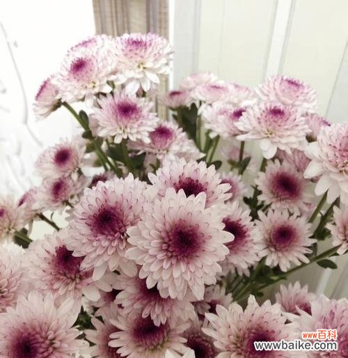 从花的颜色探究小雏菊的心意 小雏菊的多彩花语