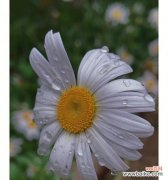 小雏菊的花语与诠释 小雏菊