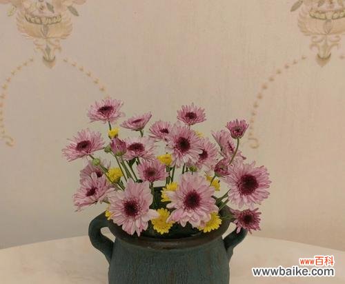 小雏菊的花语与诠释 小雏菊