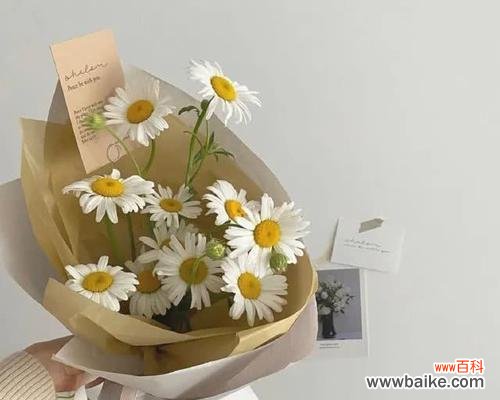 传递爱与希望的小雏菊花 小雏菊花语的含义与象征