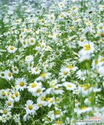 传递爱与希望的小雏菊花 小雏菊花语的含义与象征