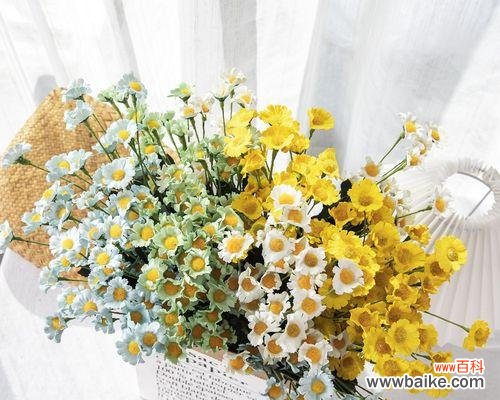 勇敢、坚韧和希望——揭开小雏菊的深层含义 小雏菊的寓意与象征意义