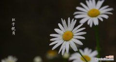 勇敢、坚韧和希望——揭开小雏菊的深层含义 小雏菊的寓意与象征意义