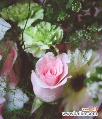 探寻花的秘密 花开人未老，以粉佳人花语解读