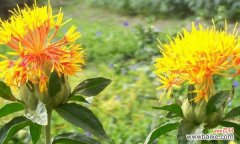 探寻番红花花语的深意与象征 璀璨绽放，番红花的花语揭秘