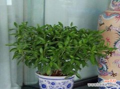 探寻非洲茉莉的花语和寓意 非洲茉莉