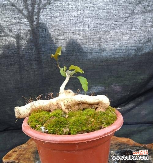 了解分枝点高度对生物和环境的影响 解析分枝点高度的意义