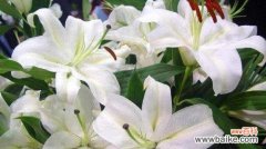 粉百合的花语与象征 花开如粉百合，芬芳传递爱意