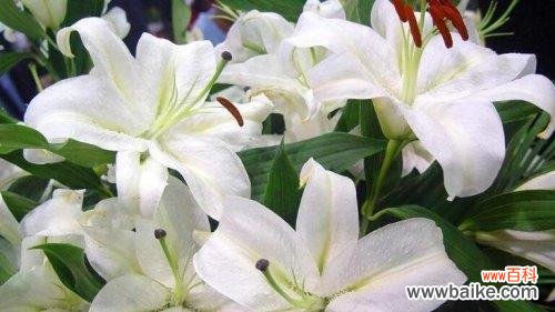 粉百合的花语与象征 花开如粉百合,芬芳传递爱意