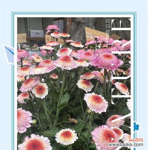 绣球花与粉色玫瑰组合的花语是什么?