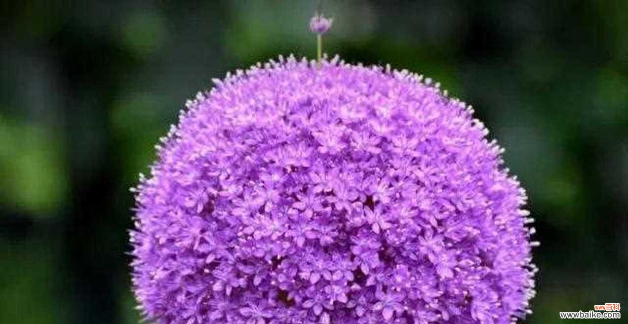 花葱的花语是什么？它有哪些特别的寓意？