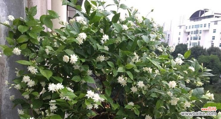 花葱的花语是什么？它有哪些特别的寓意？