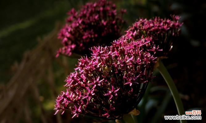 花葱的花语是什么？它有哪些特别的寓意？