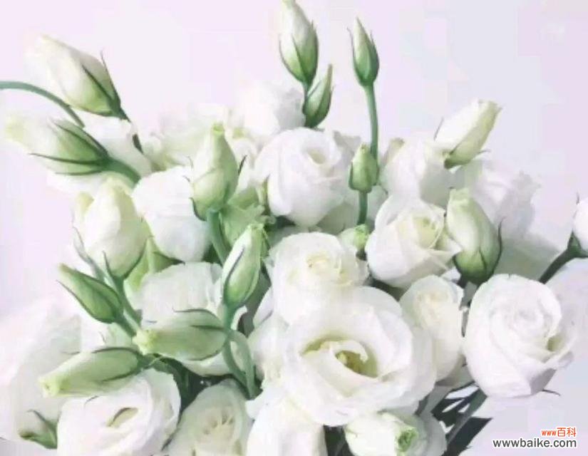 探寻洋桔梗的深层含义和文化象征 洋桔梗花语的含义及传统象征