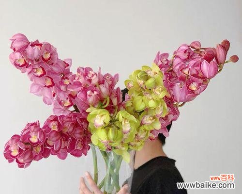 探索洋兰花美丽而深远的内涵 洋兰花的寓意与象征意义