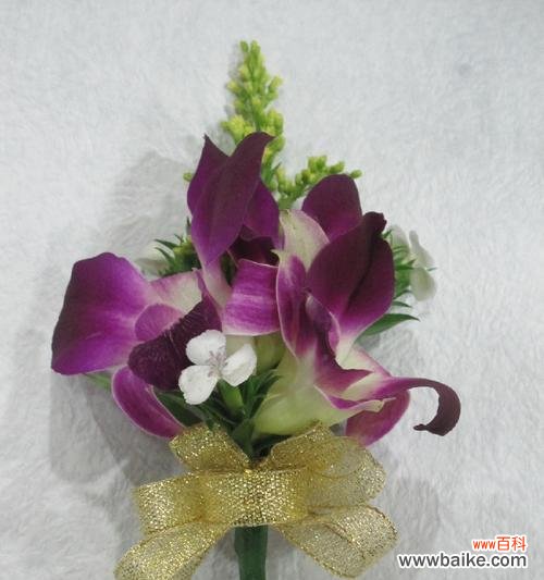 探索洋兰花美丽而深远的内涵 洋兰花的寓意与象征意义