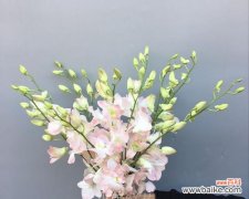 探索洋兰花美丽而深远的内涵 洋兰花的寓意与象征意义