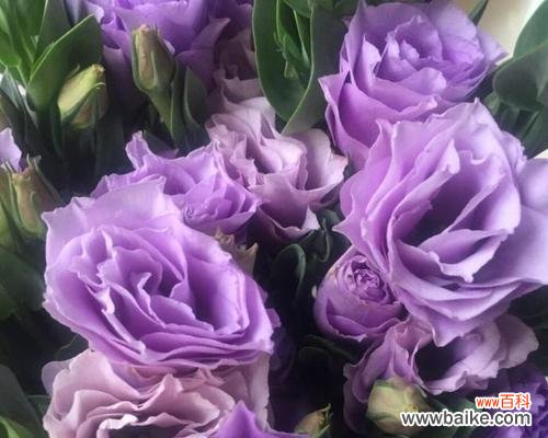 探寻洋桔梗花语的奥秘 洋桔梗的寓意与象征意义