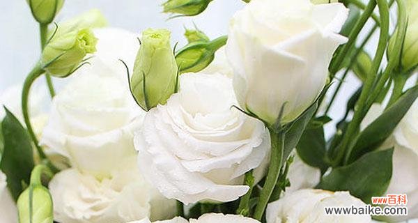 探寻洋桔梗花语的奥秘 洋桔梗的寓意与象征意义