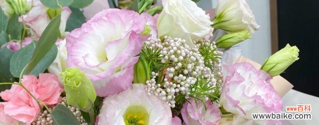 探寻洋桔梗花语的奥秘 洋桔梗的寓意与象征意义