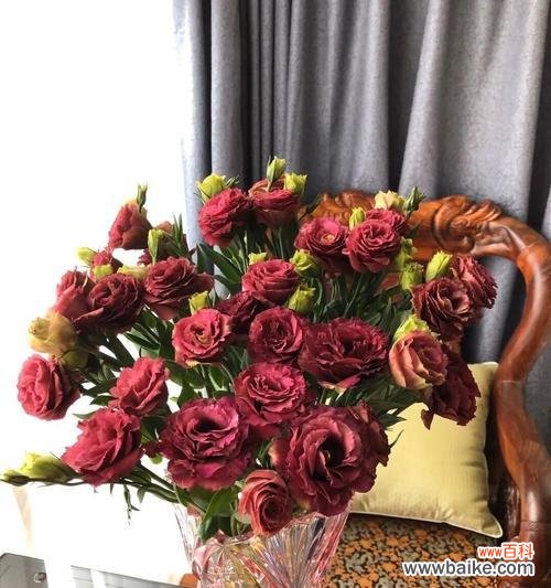 不同颜色花朵的含义与象征 洋桔梗花语揭秘